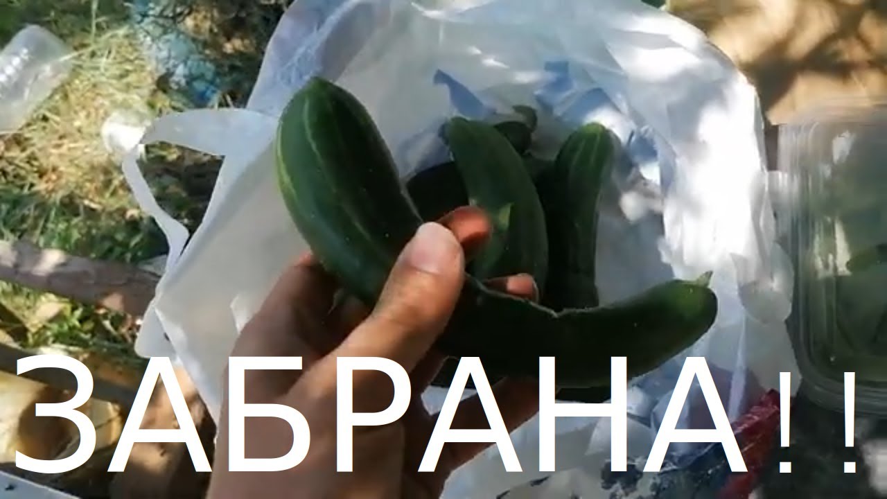 ЕВРОПА ЗАБРАНИ ТАЗИ КРАСТАВИЦА! 