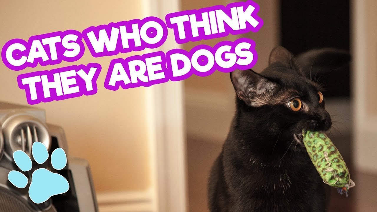 ⁣Funny Cats Who Think They Are Dogs | Ultimate Funniest Cat Compilation May 2018 | #thatpetlife