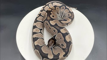 VPI Axanthic BALL PYTHON BREEDING Project