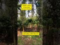 17 Acre Beautiful Coffee Estate for Sale | Virajpet | Coorg | Karnataka Resort Homestay Farmhouse