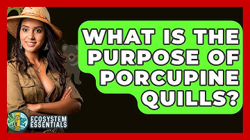What Is The Purpose Of Porcupine Quills? - Ecosystem Essentials
