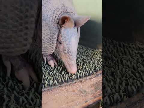 Video: Grădina Zoologică Phoenix: Ghidul complet