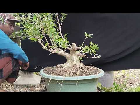 tahapan membuat bonsai kimeng