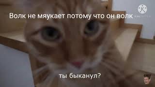 Ты быканул?