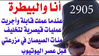 د.اسامة فوزي  2905 - عندما عملت ( قابلة ) لتخليف الصيصان بعمليات قيصرية