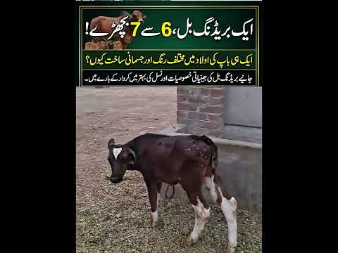 One Breeding Bull, diversified Off springs #viral #vlog  #vlogger #reels