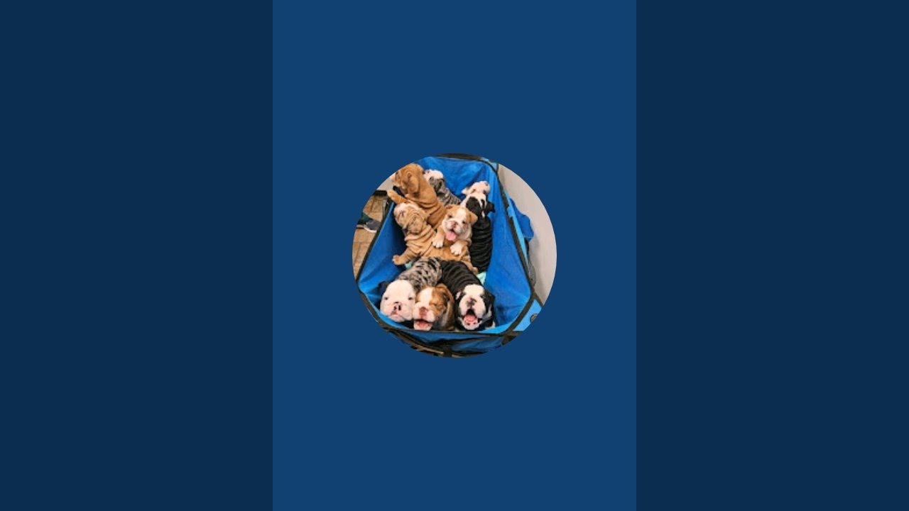 The Plot to kill Jesus, The Anointing at Bathany. Matthew 26:1-13