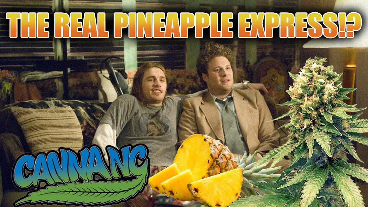 TRYING THE REAL PINEAPPLE EXPRESS? 🍍 (CANNA NC STRAIN REVIEW)