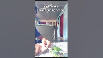 update kasih makan anakan serindit #shorts