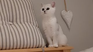 Adorable Silver Shaded British Shorthair Kitten Morning Play in Bed (Silver Chinchilla) #kitten