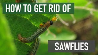 How to Get Rid of Sawflies (4 Easy Steps!) screenshot 3