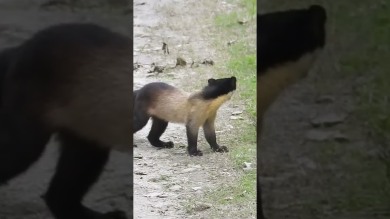 Encounter with extremely rare yellow throated Marten 