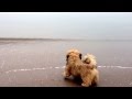 Lhasa Apso puppy Altan first time to the sea