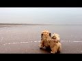 Lhasa apso puppy altan first time to the sea