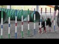 柴犬クールのアジリティコース練習