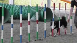 柴犬クールのアジリティコース練習