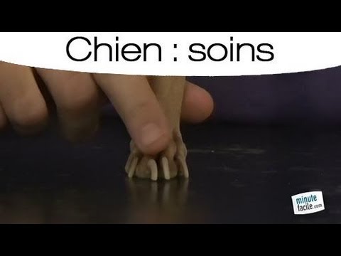 Couper Les Griffes De Son Chien Les étapes