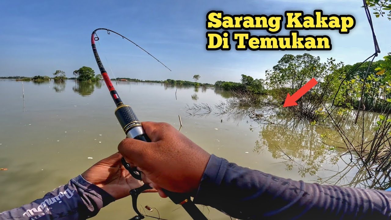 Sampe Kehabisan Udang..!! Panen Kakap Putih Dan Kakap Bakau Di Tambak Jebol..!!