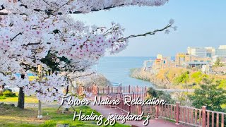 제주 봄을 기다리며 새소리와 벚꽃의 따뜻함을 담아낸 벚꽃힐링 봄풍경 cherry blossoms Nature Relaxatio Healing piano jejuisland