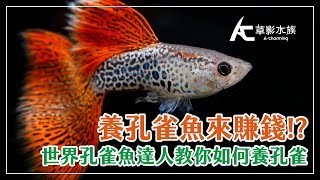 遊歷33國的世界級評審孔雀魚之王的Q&Afeat. Andrew LimAC草影水族