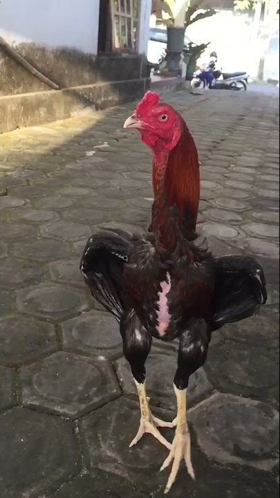 Ayam jago Bangkok Pukul Saraf