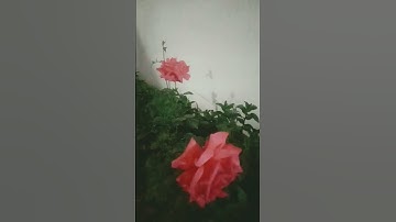 تلاوة رائعة من سورة النبأ بمقام الكرد❤️