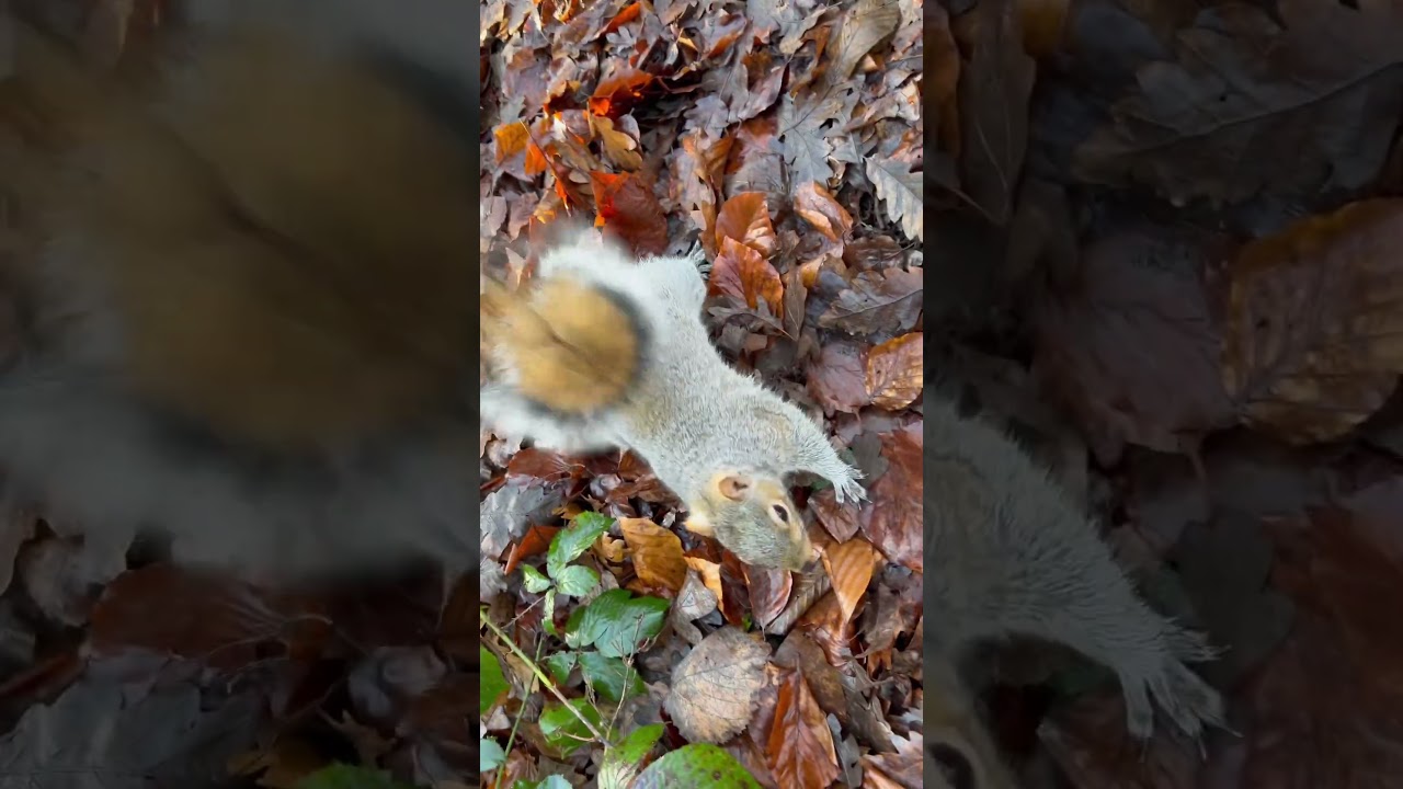Squirrel Happy New Year! | Squirrel Diaries ❤️🐿️🥰