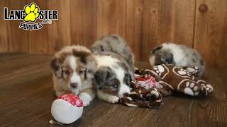 Adorable Mini Australian Shepherd Puppies