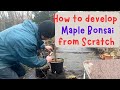 How to develop maple bonsai from scratch