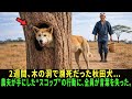 2週間、木の洞で瀕死だった秋田犬…農夫が手にした“スコップ”の行動に、全員が言葉を失った。