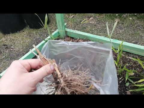 #9 Miscanthus x