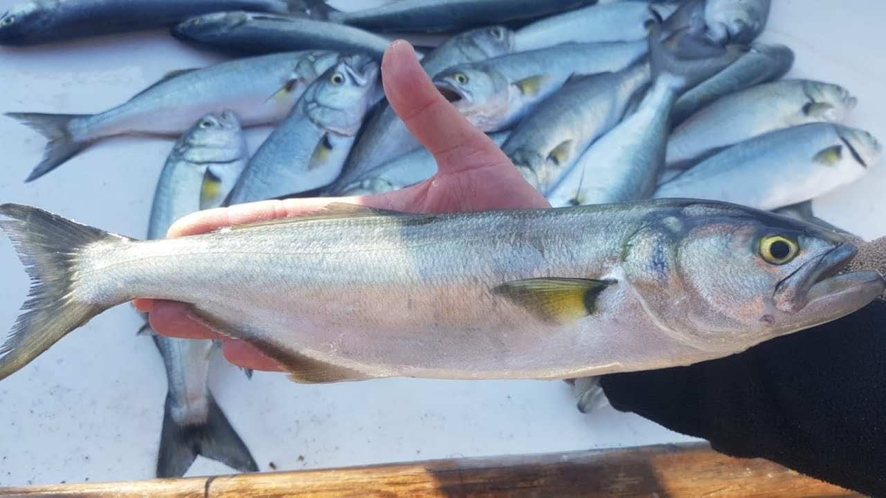 Lüfer avı Nasıl Yapılır? Uzun Olta Canlı Sardalya ile Lüfer Sarıkanat Avı 09.11.2018 Balık Avı