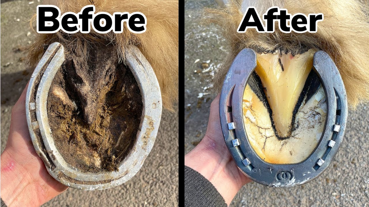 Trimming And Replacing old Worn out Horse Shoes. Satisfying