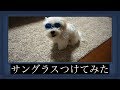 犬にサングラスつけてみた