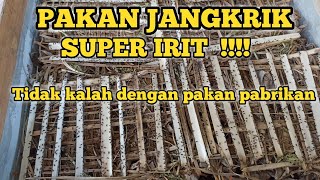 Hemat Biaya !!! Pakan jangkrik Super irit tidak kalah dengan pabrikan untung jadi banyak