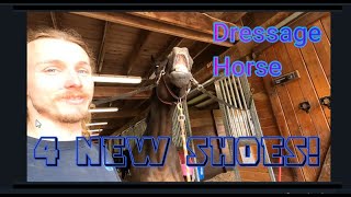 Shoeing a Dressage Horse with 4 NEW Shoes- Hoof Restoration-Everyday Farrier Work