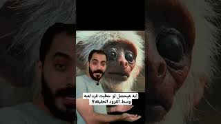 إيه هيحصل لو حطيت قرد لعبه وسط القرود الحقيقه؟!