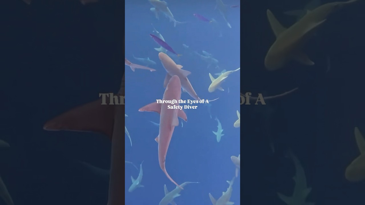 Eyes of a Safety Diver 🦈👁️: Protecting People & Sharks Beneath the Surface 