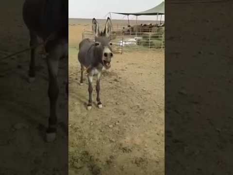 خضير هههههه