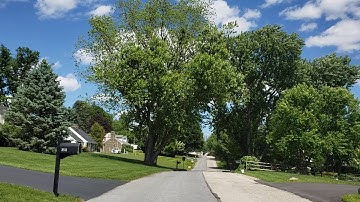 Strange Pruning Response from Silver Maple