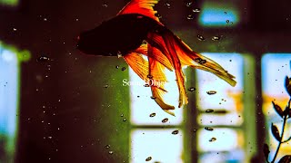 𝐏𝐥𝐚𝐲𝐥𝐢𝐬𝐭  I am an ornamental fish. / relaxing ambient music by All was well 148,293 views 3 months ago 1 hour