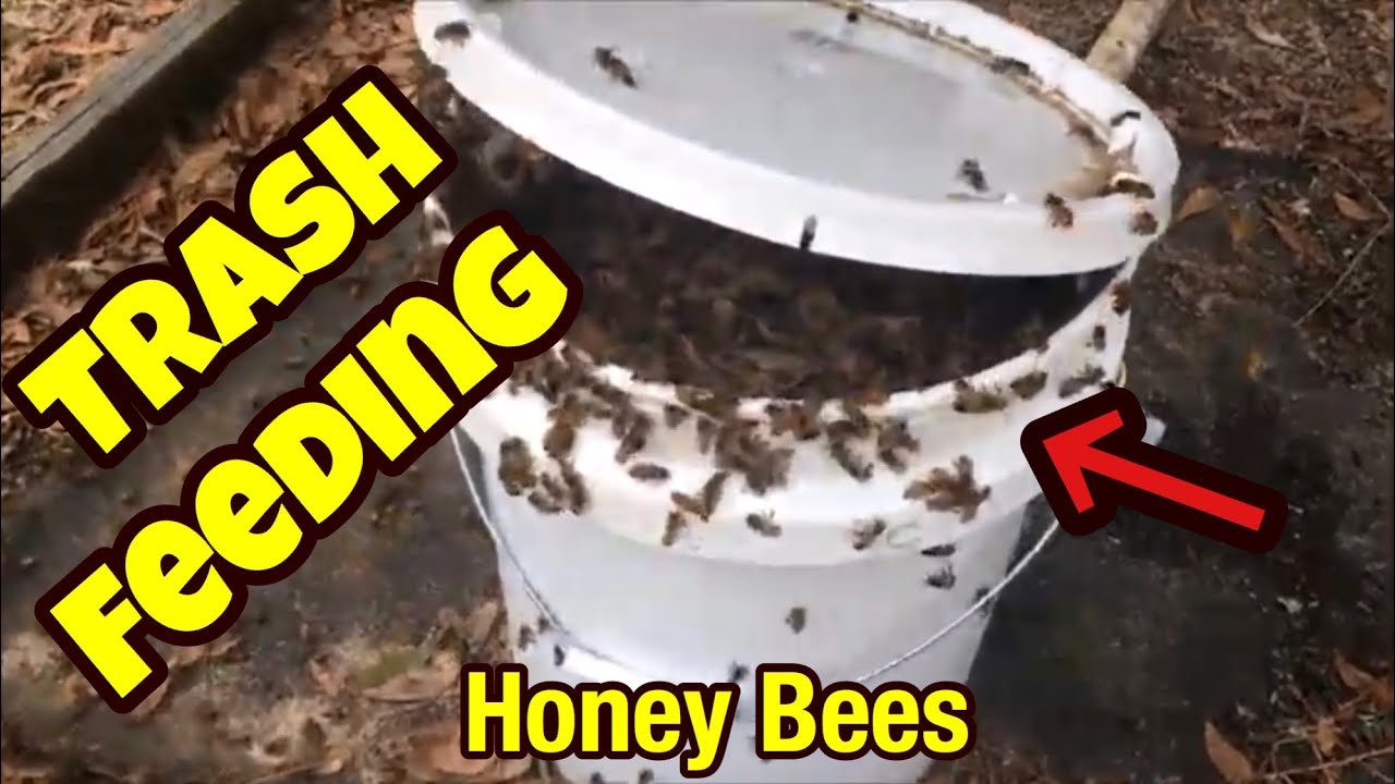 Trash Feeding An Easy Way to Open Feed Honey Bees in a 5 Gallon
