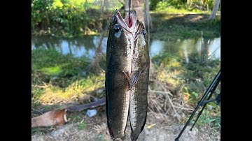 Thánh câu cá câu vịt dính cặp cá lóc khủng ,Fishing duck with snakehead fish