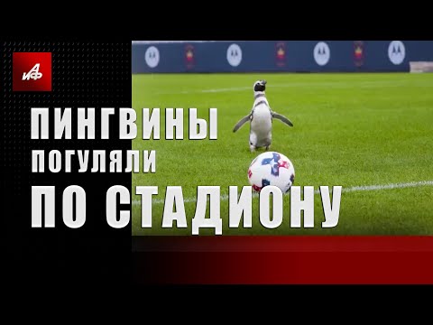 Пингвины погуляли по стадиону
