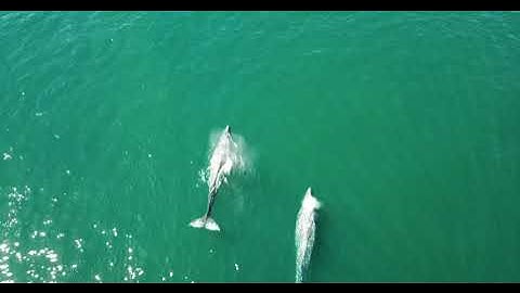 scuti fpv whales with mavic pro