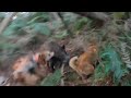 猟犬でイノシシ捕獲13（いつも猟犬頼りで体力勝負でやってます笑）
