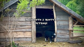 Моменти з життя Оствиці