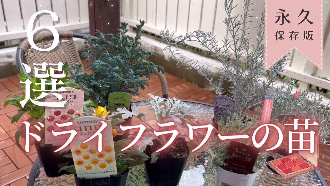 ドライフラワーになる植物6選＆縦長リースを作るための花材購入品紹介