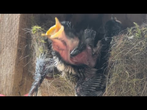 Watching chickadees feed the chicks