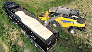 Mais Bianco Buone Rese E Novita